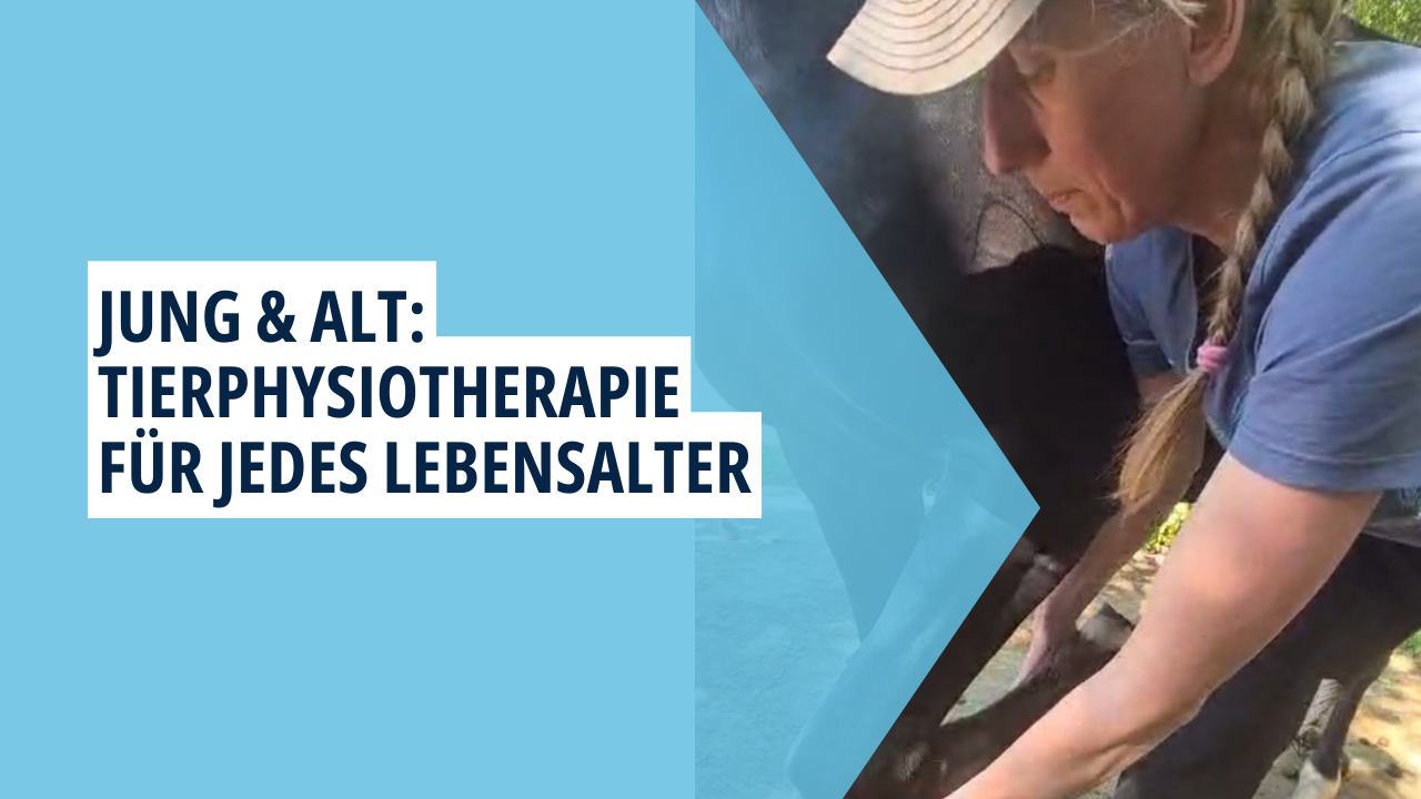 Physiotherapie für Hunde und Pferde – Mehr als nur Wellness