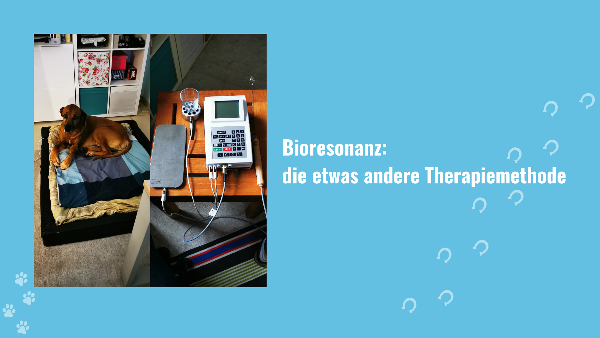 Bioresonanz nach Paul Schmidt: Ursachenorientierte Unterstützung für Hunde und Pferde