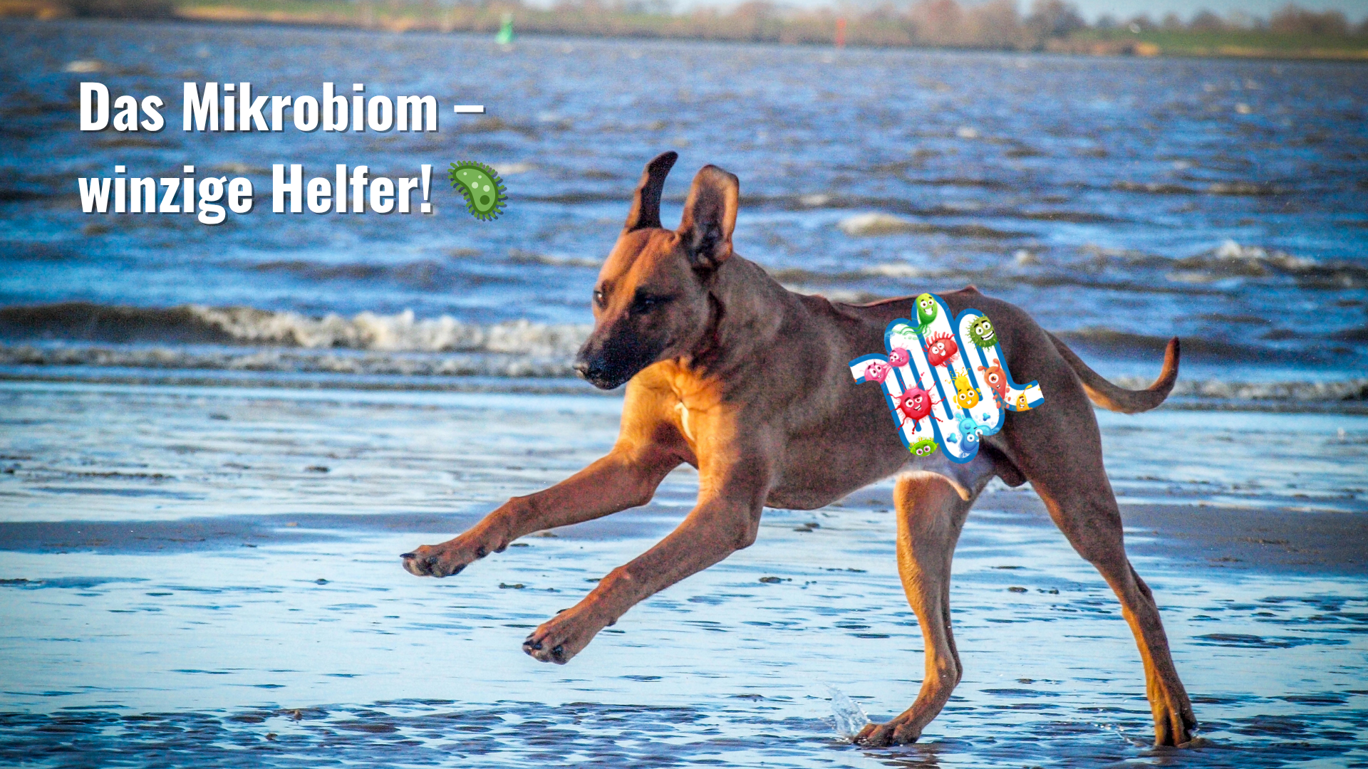 Das Darmmikrobiom bei Hund & Pferd – einfach erklärt