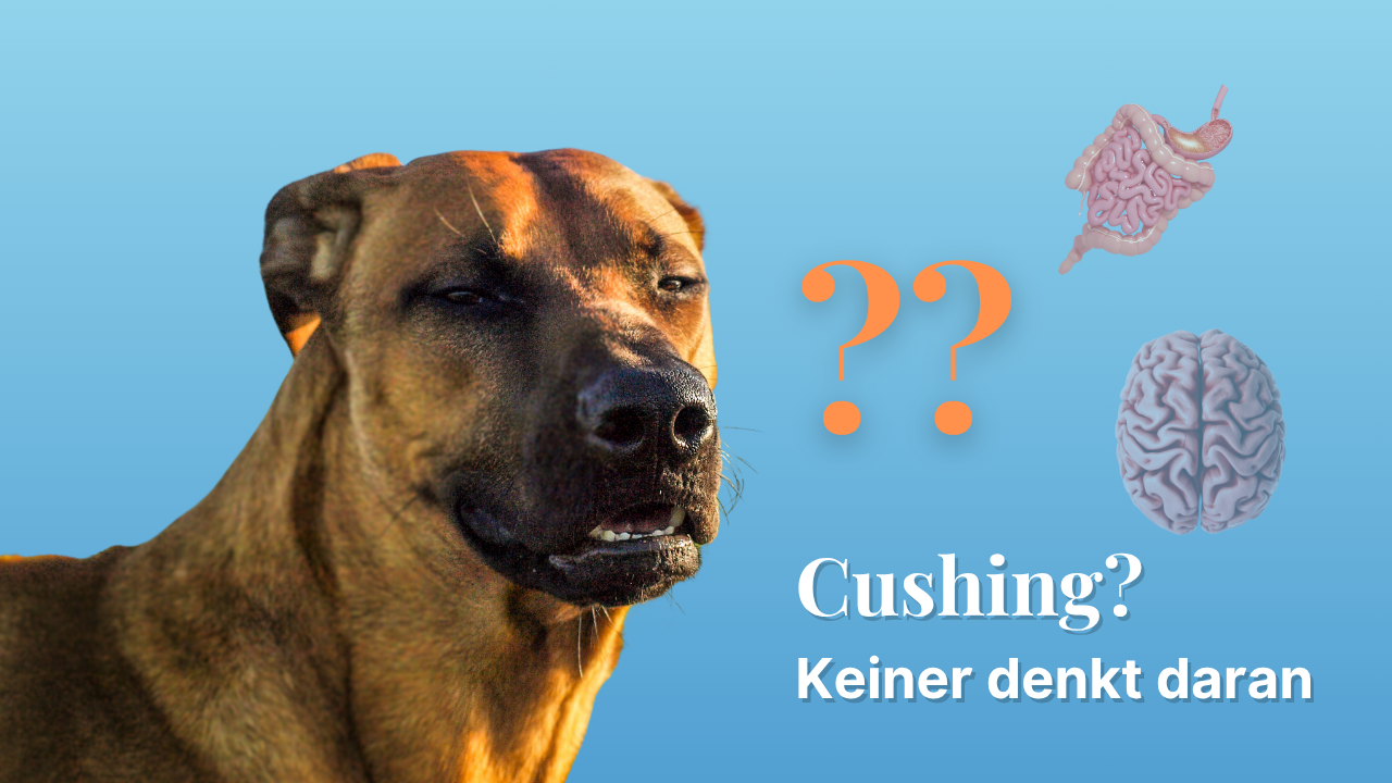 Das Cushing-Syndrom beim Hund – wenn der Körper aus dem Gleichgewicht gerät