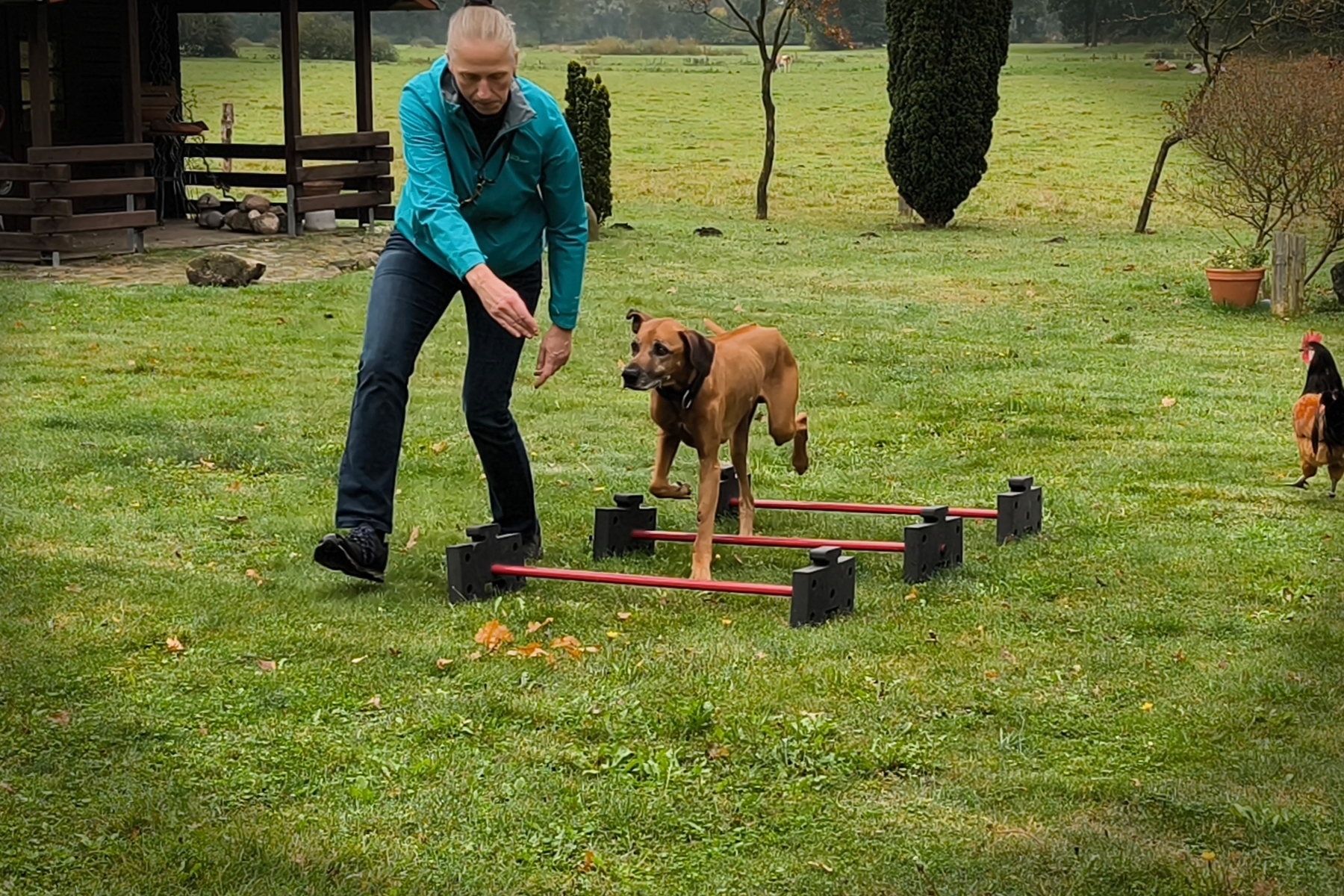 Funktionelles Fitnesstraining für Hunde – Prävention, Lebensfreude & Leistung für jeden Vierbeiner