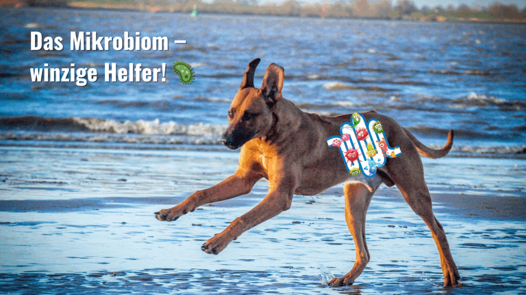 Mikrobiom-wichtige Helfer